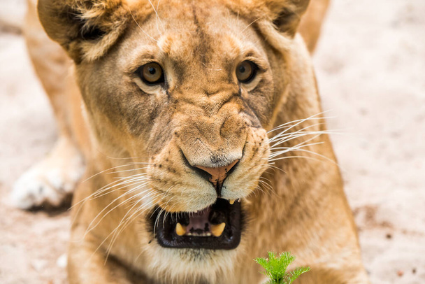 Lionne Gros plan portrait, visage d'une lion femelle Panthera leo - Photo, image