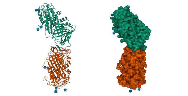 Δομή της ανθρώπινης αντιθρομβίνης ΙΙΙ σε διμερή μορφή, 3D κινούμενα σχέδια και Gaussian μοντέλα επιφάνειας, σχήμα id αλυσίδα χρώμα, με βάση PDB 2b4x, λευκό φόντο - Φωτογραφία, εικόνα
