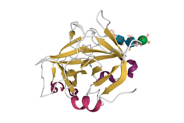 Struktura rekombinowanego czynnika krzepnięcia beta-XIIa, model kreskówki 3D, schemat kolorów struktury wtórnej, na podstawie PDB 6gt6, białe tło - Zdjęcie, obraz