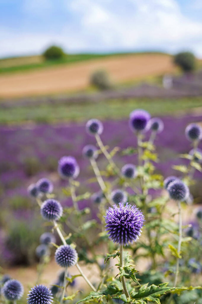 wild flowers globe thistle and lavender field in the background - Photo, Image