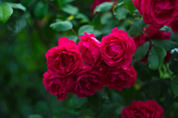Belles roses fraîches dans la nature. Fond naturel, grande inflorescence de roses sur un buisson de jardin. Gros plan d'un buisson de roses rouges sur l'allée du parc de la ville - Photo, image
