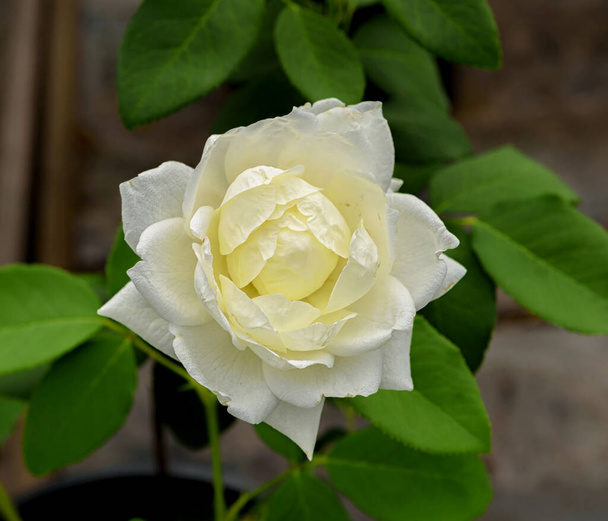 roos bloem van de White Symphony variëteit, de bloemen zijn zuiver wit - Foto, afbeelding