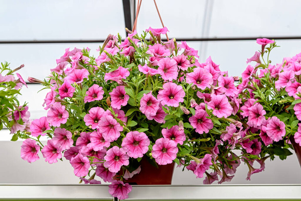 Pendurado vaso de flores com belas petúnias rosa - Foto, Imagem