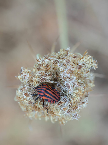 Graphosoma lineatum in its natural environment. - Photo, Image