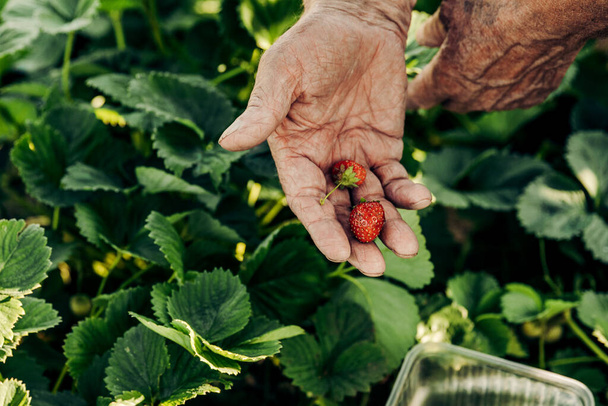 雄の農家は熟したイチゴを収穫する。新鮮な有機イチゴを収穫する。イチゴを摘む農家の手を閉じる。イチゴの茂み - 写真・画像