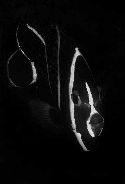 A vertical shot of a fish on a black background - Photo, Image