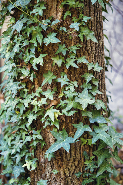 A vertical shot of a tree covered with a climbing plant leaves - Photo, Image