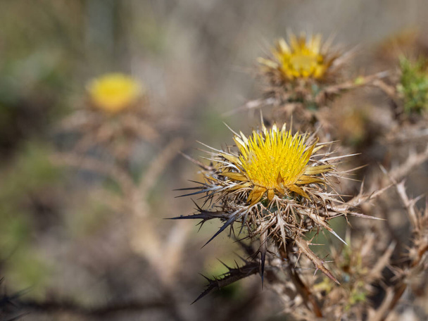 Yellow thistles in summer. - Photo, Image