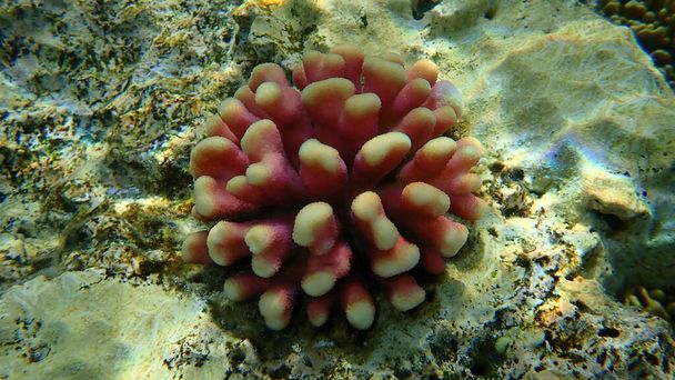 Stenen koraal Kap koraal of gladde bloemkool koraal (Stylophora pistillata) onderzee, Rode Zee, Egypte, Sharm El Sheikh, Nabq Bay - Foto, afbeelding
