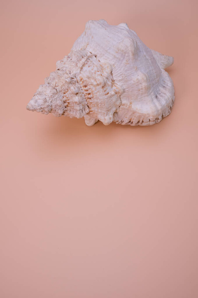 A vertical shot of a dried decorative shell isolated on a pink background with copyspace - Photo, image