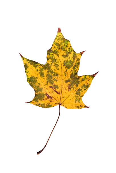 Yellow leaf - Fotoğraf, Görsel