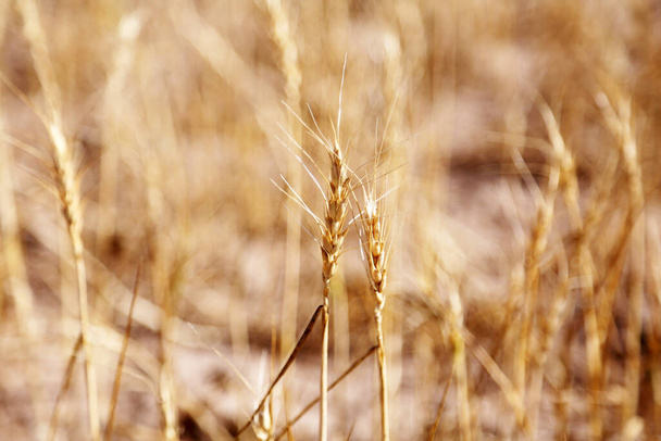 小麦だ。コムギ畑。黄金の麦畑のエーカーとエーカーは収穫する準備ができています。青空に対するコムギ畑。農場だ。コムギ農場。農家の畑。黄金の小麦。黄金の穀物。農地だ。自然。ワシントン州。穀物畑。作物.  - 写真・画像