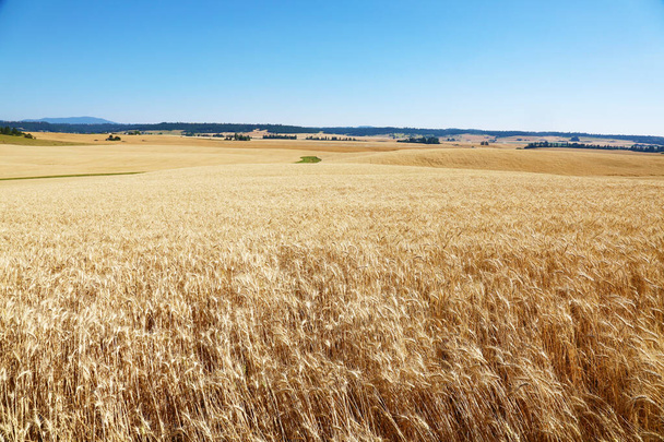 wheat. wheat field. Acres and Acres of Golden Wheat Fields ready to harvest. Wheat field against a blue sky. Farm. Wheat Farm. Farmers Field. Golden Wheat. Golden Grain. Farm Land. Nature. Washington State. Grain Field. Crops.  - Photo, Image