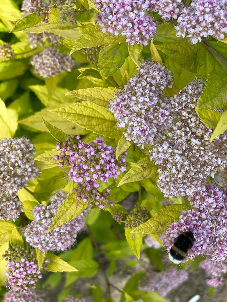 lots of flowers of Spiraea japonica grow in the garden as an ornamental plant - Photo, Image