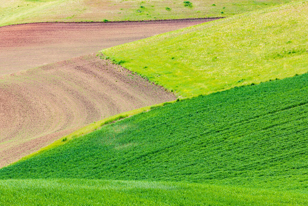 Pullman, Washington, EUA. Campos de trigo rolando nas colinas de Palouse. - Foto, Imagem