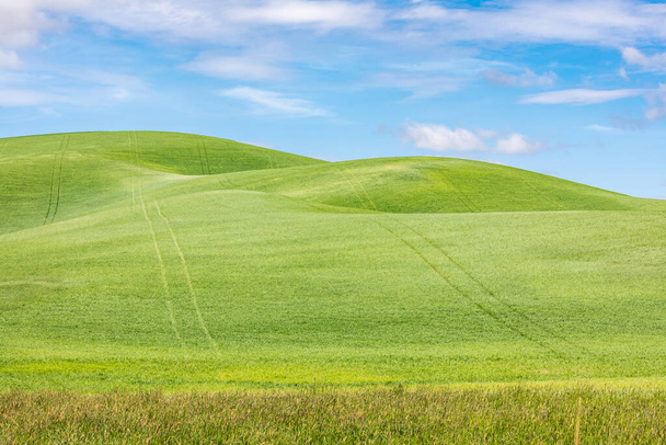 Гарфилд, Вашингтон, США. Поля зеленой пшеницы на холмах Палузы. - Фото, изображение