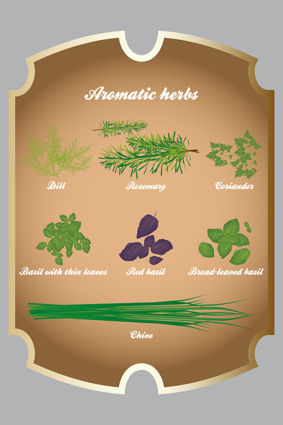 Aromatic herbs set - Vector, Image