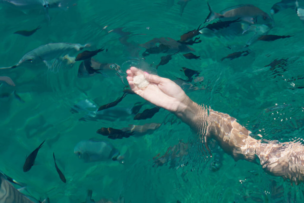 Рука молодой белой женщины, кормящей тропических рыб в Эгейском море - Фото, изображение