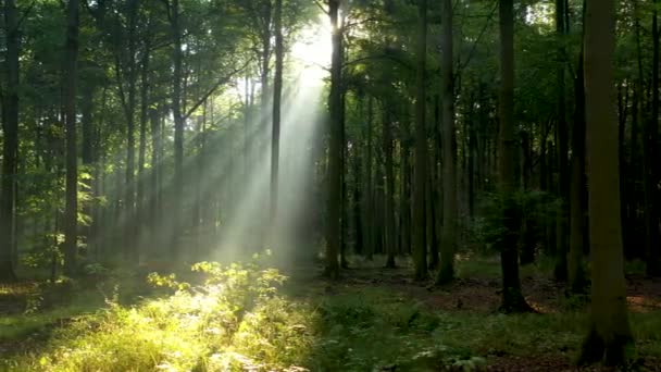 Kaunis auringonvalo vihreässä metsässä - Materiaali, video