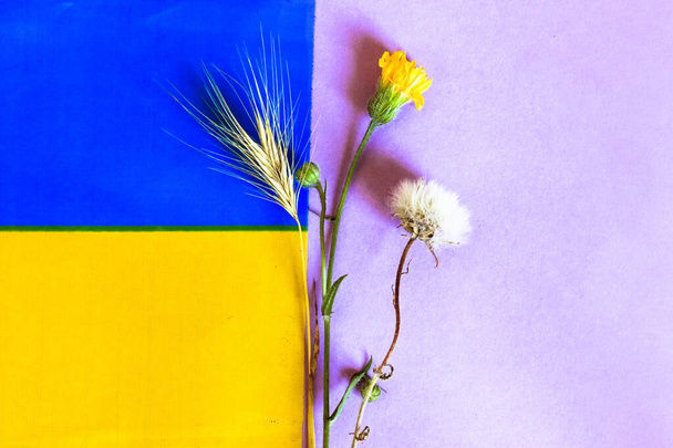 Una bandera azul amarilla de Ucrania. Un pequeño ramo de flores silvestres esponjosas, espiga de trigo - un símbolo nacional, patriótico ucraniano. Un espacio para texto sobre fondo violeta. Verano en Kiev, Europa del Este - Foto, imagen