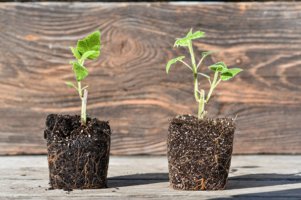 Young green sprouts of tree in pots ready to planting. Green sapling of Paulownia tree. Beautiful fast-growing tree that is gaining popularity around the world. - Photo, Image