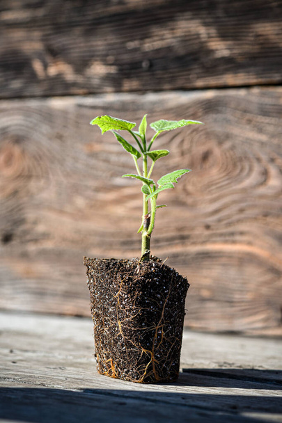 Der junge grüne Austrieb eines Paulownia-Baumes steht zur Pflanzung bereit. Schöner schnell wachsender Baum, der auf der ganzen Welt an Popularität gewinnt. - Foto, Bild