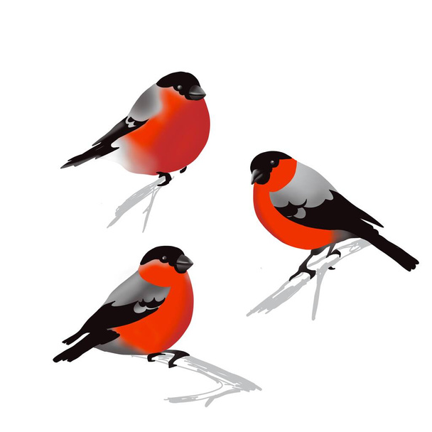 Bullfinches, a set of three birds with red breasts and black wings on a white background - Photo, Image