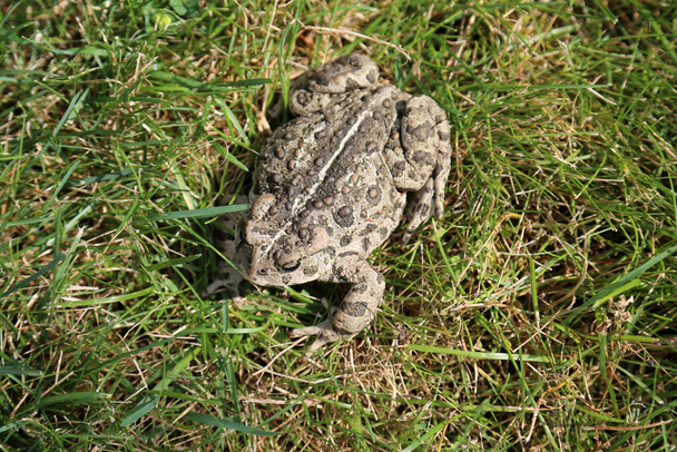 Toad. A beautiful Toad. The common toad, European toad. Bufo bufo.  sitting in a mountain grass. Big frog on grass. Toad in grass. Cane toad, giant neotropical toad. marine toad Rhinella marina.  - Photo, Image