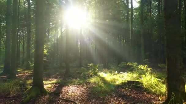 Όμορφο φως του ήλιου στο καταπράσινο δάσος - Πλάνα, βίντεο
