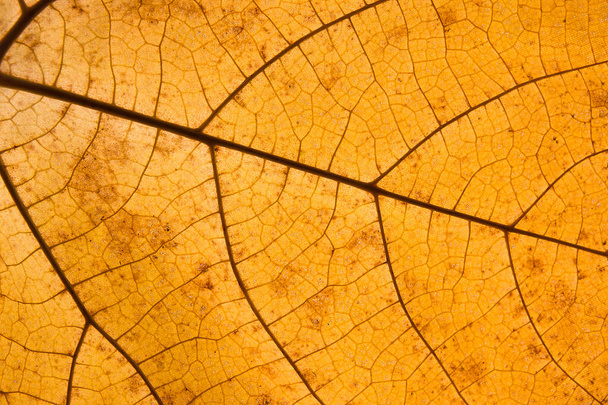 Oranžový list padal se žilami zblízka. Textura podzimního listu - Fotografie, Obrázek