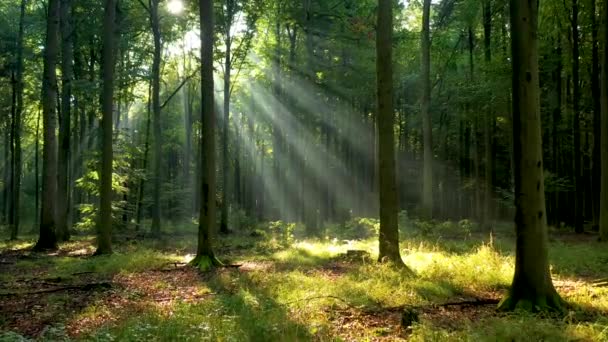 Yeşil ormanda güzel güneş ışığı - Video, Çekim