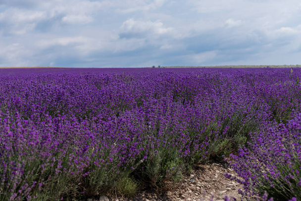 Kaunis laventeli kentät aurinkoisena päivänä. laventeli kukkivat tuoksuva kukkia.  - Valokuva, kuva