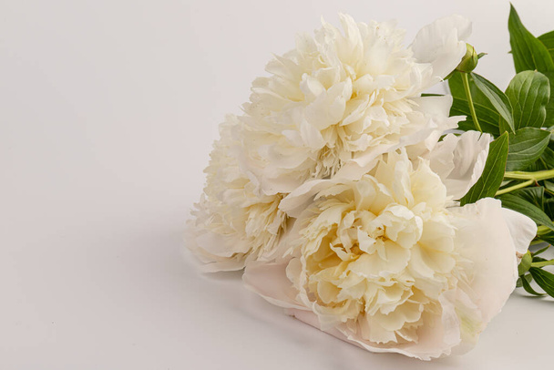 mooie witte pioenroos geïsoleerd op lichte achtergrond, close-up detail opname, romantische achtergrond - Foto, afbeelding