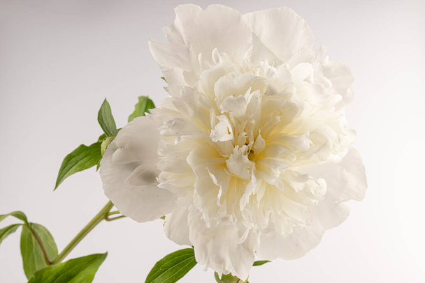 bela peônia branca isolado no fundo de luz, close up detalhe tiro, fundo romântico - Foto, Imagem