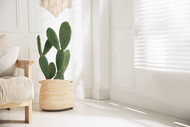 Stylish room interior with beautiful potted cactus - Foto, afbeelding