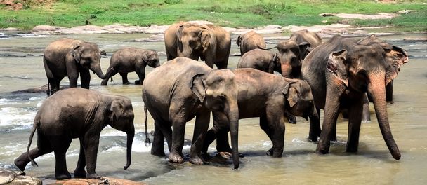 Elefánt csoport a tavon - Fotó, kép