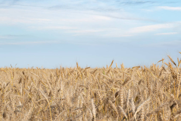 Golden Wheat Field with ripe ears of corn - Foto, Imagem