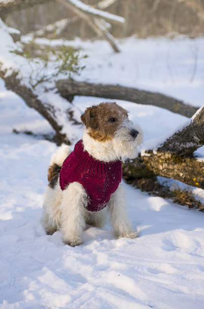 Wire-haired τεριέ αλεπού στα Χριστούγεννα στολή περπάτημα στο χιόνι το χειμώνα στο δάσος. Σκύλος συντροφιάς σε διακοπές φορώντας κόκκινο πουλόβερ κατά τη διάρκεια της Πρωτοχρονιάς. Εικόνα για ημερολόγιο και ευχετήρια κάρτα. - Φωτογραφία, εικόνα