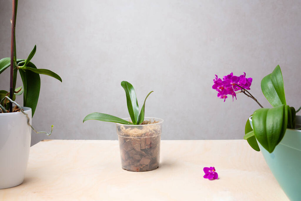 Cultivation of orchids at home. Soil and substrate for sall baby orchids, Small young plants, orchid seedlings in pots. High quality photo - Photo, Image