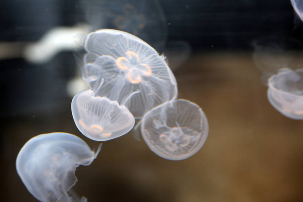 Medusas. Medusas de luna del Pacífico. Aurelia labiata. Pez jalea.  - Foto, Imagen