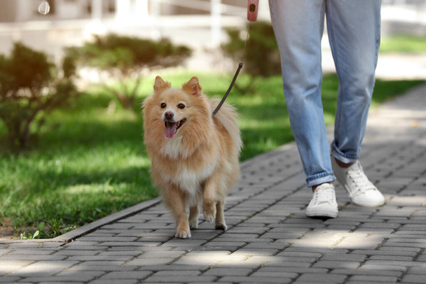 Woman with her cute dog walking on city street. closeup - Zdjęcie, obraz