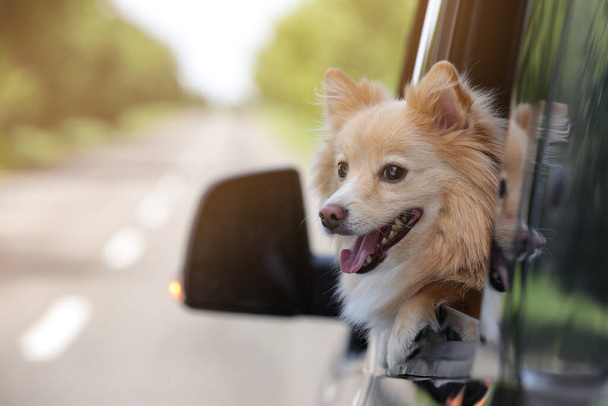 Cute dog peeking out car window, space for text - Foto, imagen