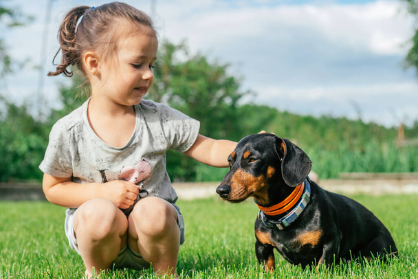 Little girl 3-4 sit and pet black-brown dachshund dog in collar, on green grass - Photo, Image