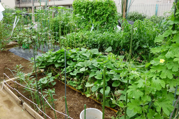  Садоводство в городском жилом районе, сеялка в огороде                               - Фото, изображение