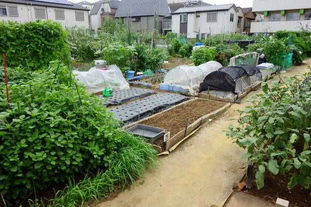  Jardinería en una zona residencial urbana, jardinera en un huerto                               - Foto, imagen