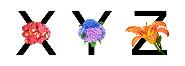 Flower font alphabet x, y, z made of real flowers. Collection of flora font for decoration in spring, summer concept. - 写真・画像