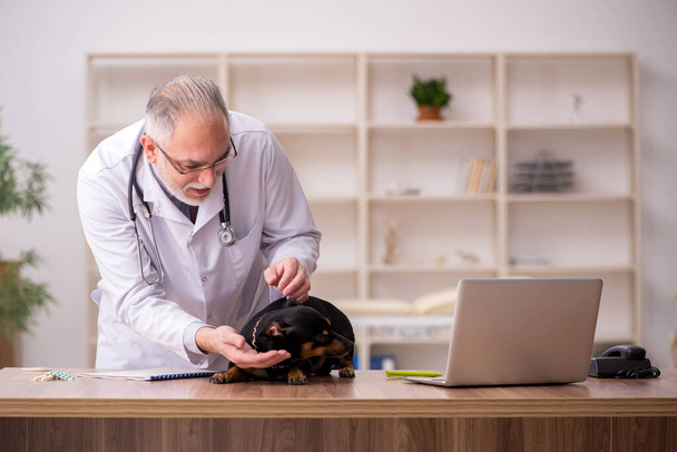 Old male vet doctor examining dog in the clinic - Photo, Image
