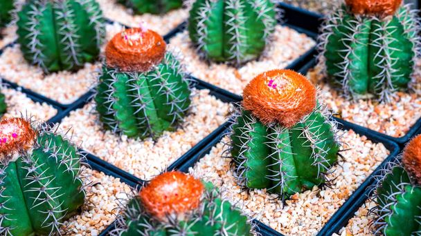 teljes színű kaktusz természet háttér - Fotó, kép