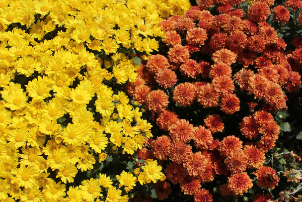 Кризантемы желтой и оранжевой осени - Фото, изображение