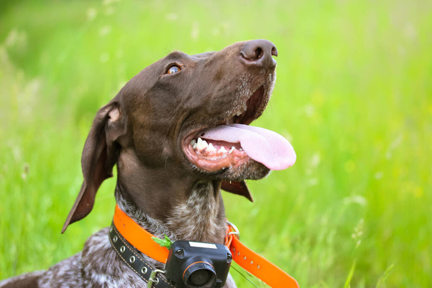 Yaz günü yeşil bir çayırda dili çıkmış bir Drathaar köpeği. Dikkati dağılmış silah köpeği suratı. Alman tazısı. Kontrol ve eğitim için elektrikli tasması olan büyük bir av köpeği türü. Bir arkadaş.. - Fotoğraf, Görsel